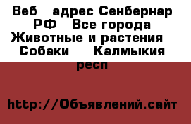 Веб – адрес Сенбернар.РФ - Все города Животные и растения » Собаки   . Калмыкия респ.